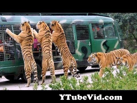 View Full Screen: angry royal bengal tiger attacks safari bus in bangladesh 124 a full day tour bangabandhu safari park preview hqdefault.jpg